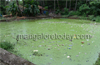 Contamination of water leads to mass death of fish in Karmbikere pond